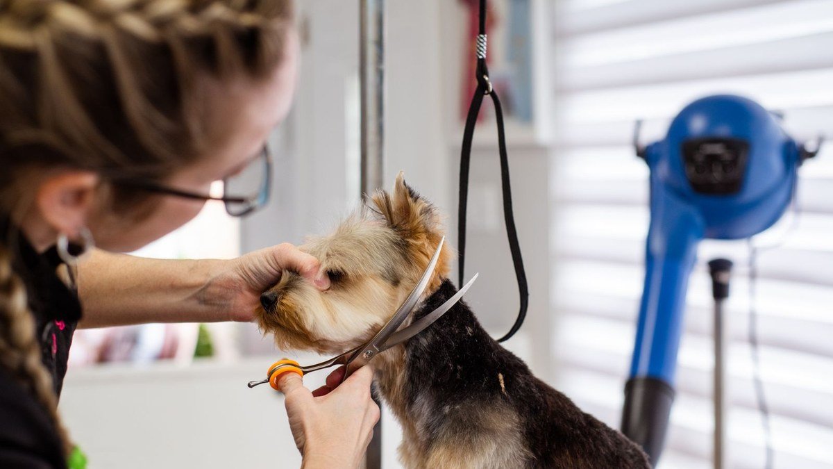 Dog Grooming in Kalba: When Your Dog Needs Professional Grooming