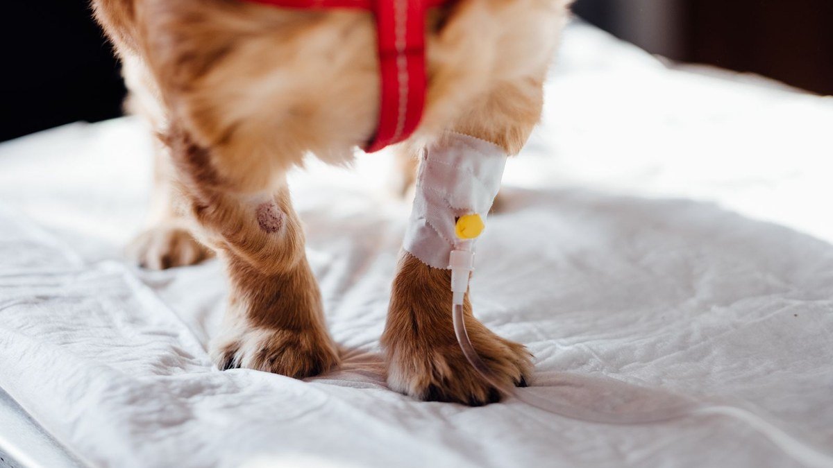 Emergency Vet in Kalba: Signs Your Pet Needs Urgent Care