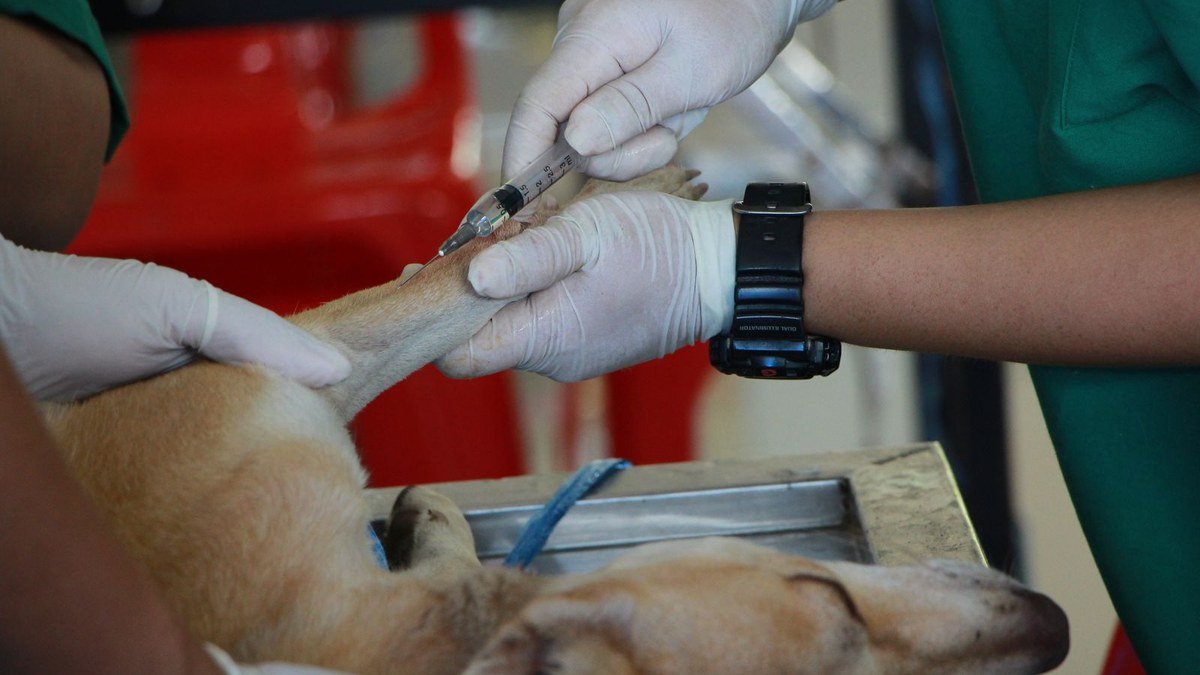Microchipping Pets in Kalba: Why Identification Matters