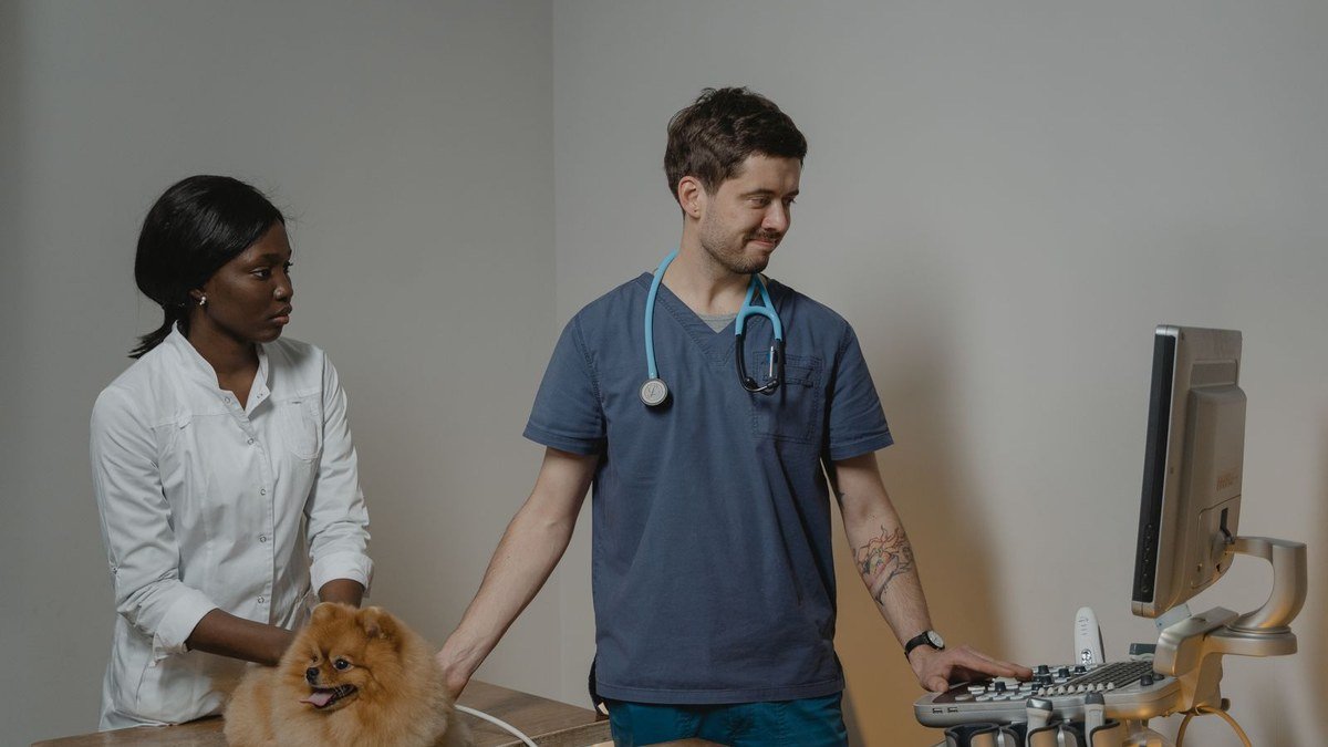 Diagnostic Ultrasound for Pets in Kalba: When Vets Recommend Imaging