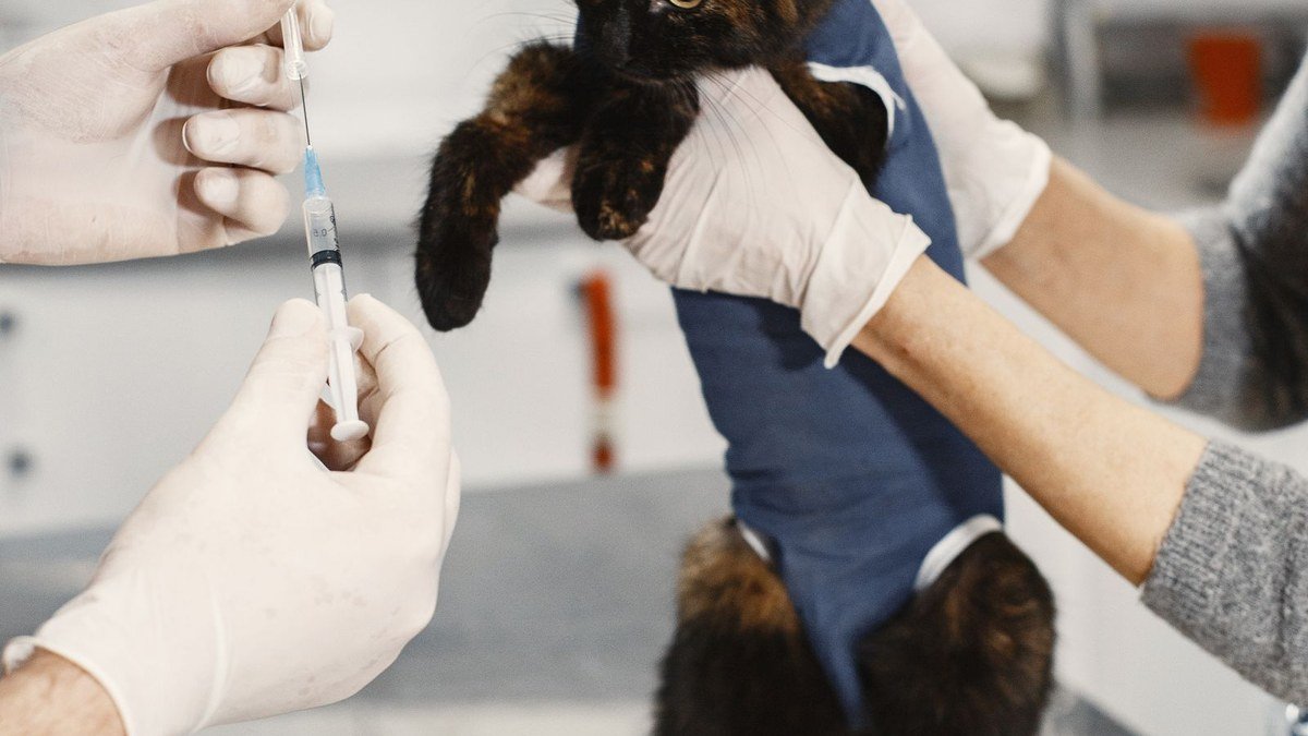 Pet Vaccination in Kalba: A Simple Guide for Cat and Dog Owners