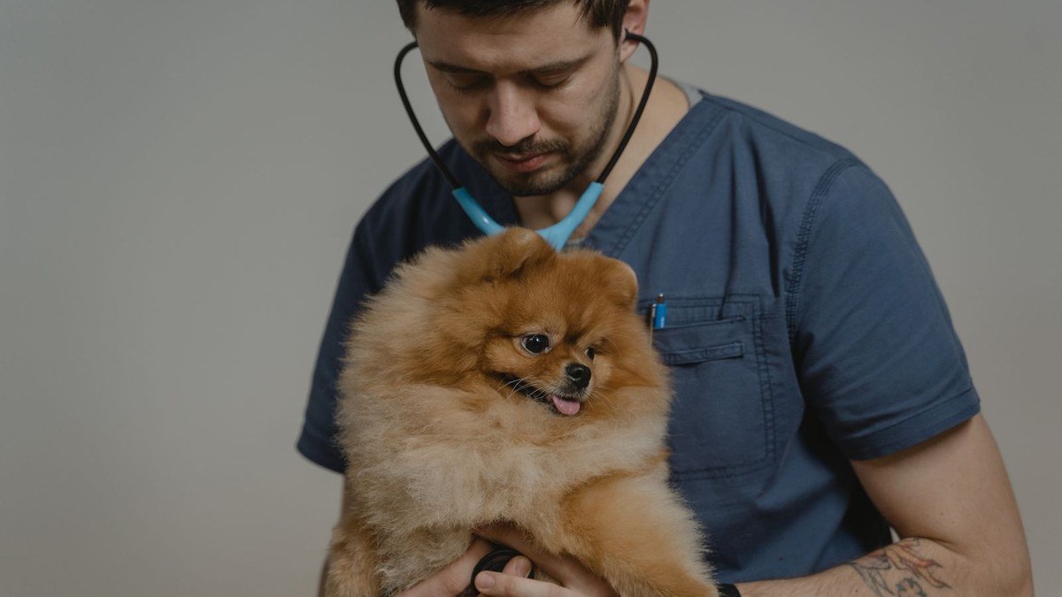Routine Pet Checkup in Kalba: How Preventive Vet Care Helps