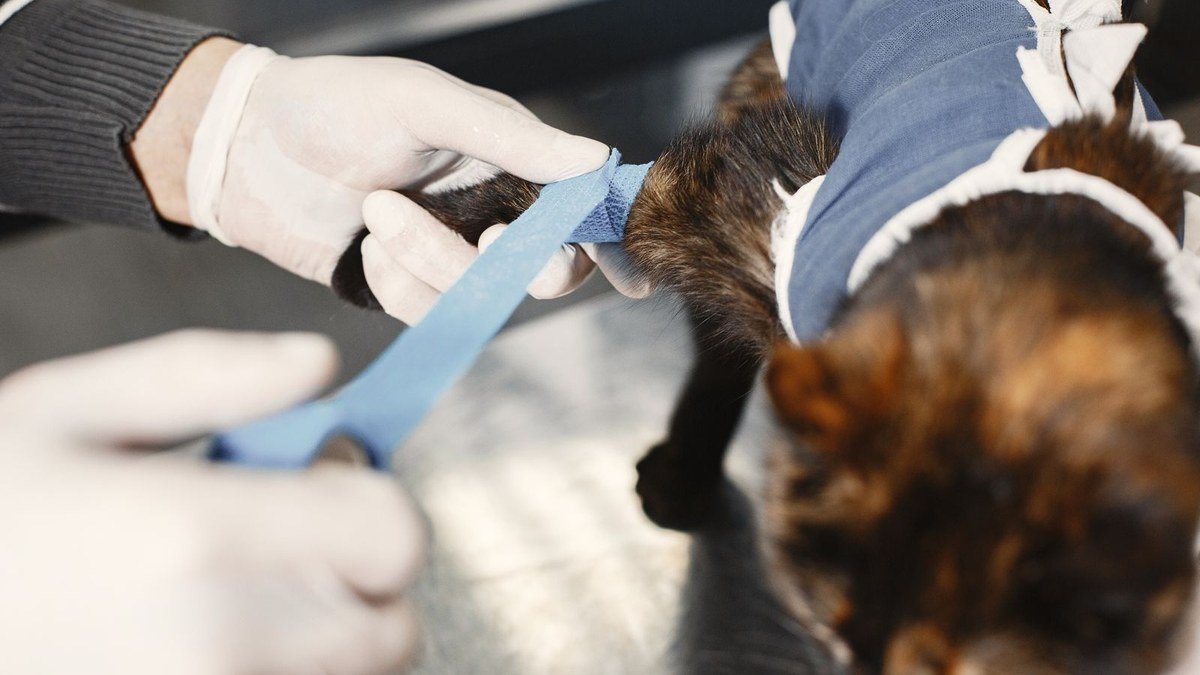 Spay and Neuter Services in Kalba: What Pet Owners Should Know