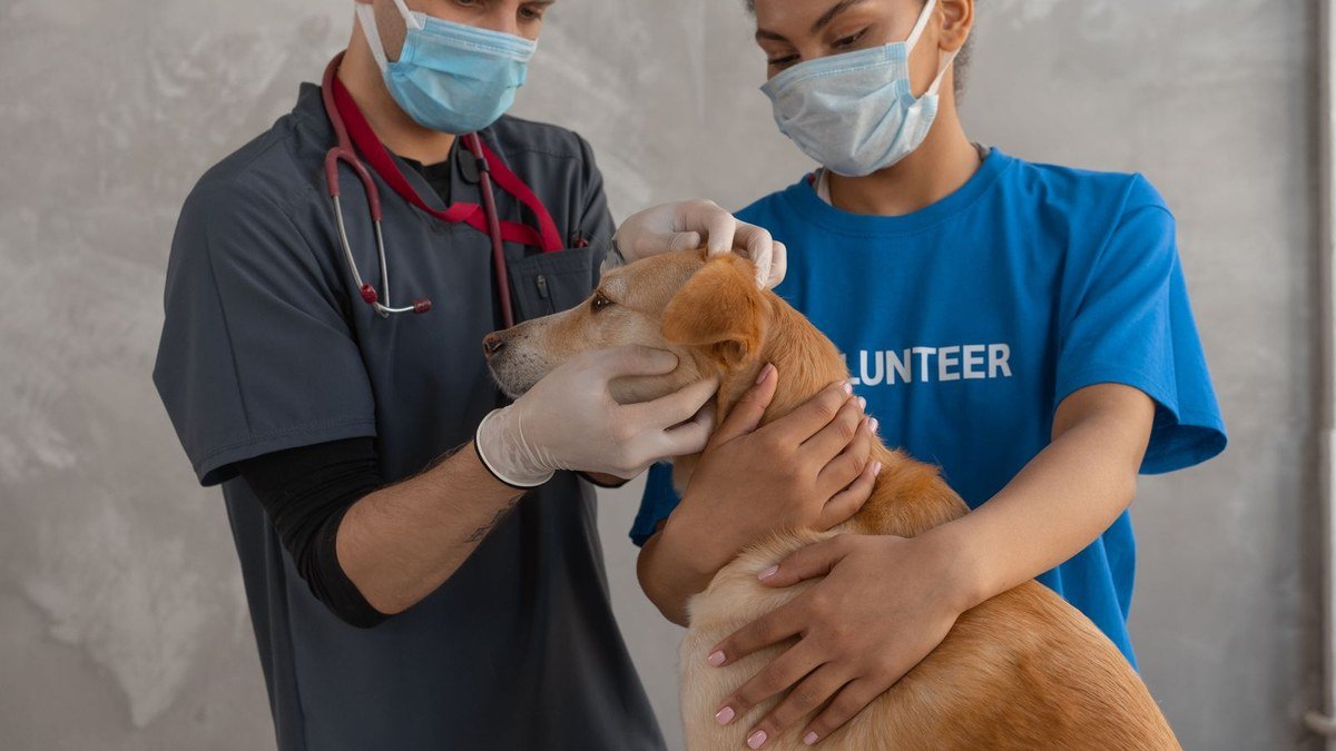 Vet Clinic Near Fujairah and Khor Fakkan: Pet Care Close to the Eastern Region