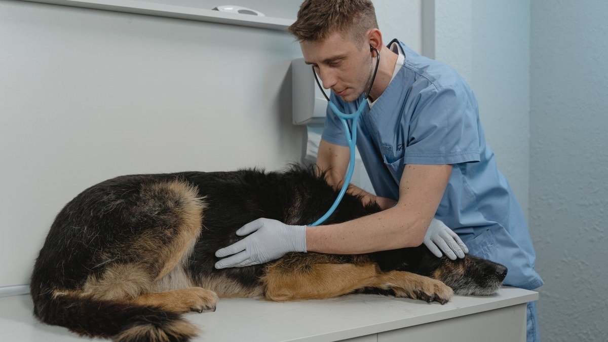 Best Veterinary Clinic in Kalba: What Pet Owners Should Look For